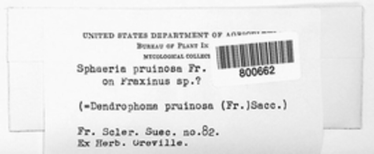 Cytospora pruinosa image